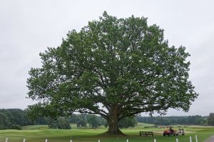 Sunningdale (New) Tree Cart